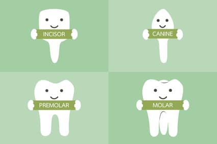 Understanding the Different Types of Teeth